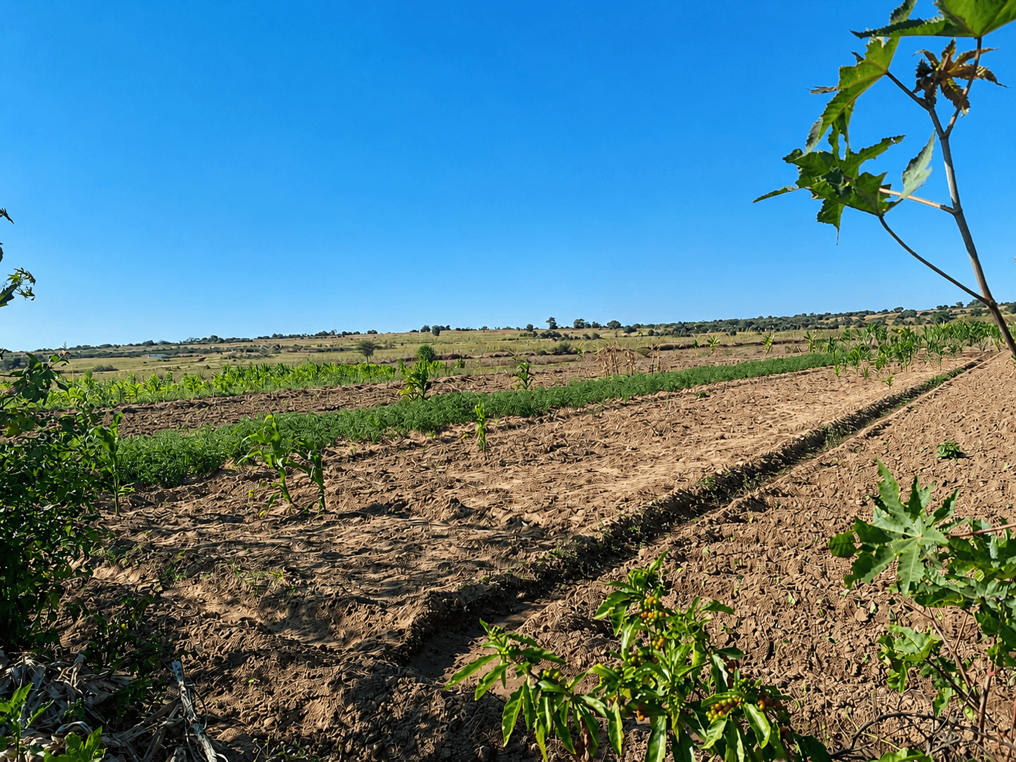 44 HECTARES PARA INVESTIMENTO AGRÍCOLA — CHIBIA-HUÍLA